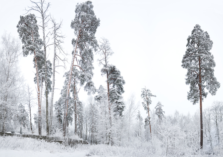beautiful rural winter landscape with forest and snow. wintry day panoramaの写真素材