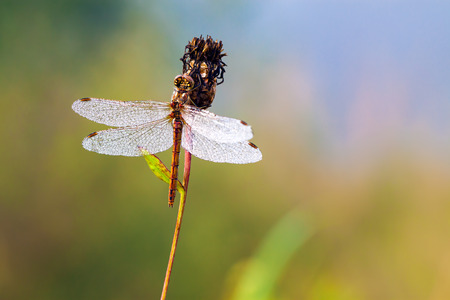 beautiful dragonfly early in morning at sunrise on summer meadow. dew drops on wings of a dragonflyの写真素材
