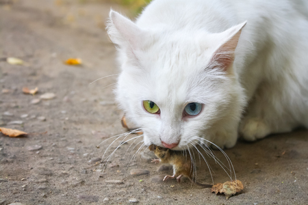 white cat caught mouse. hunting for miceの写真素材