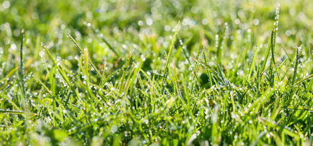 abstract  blur background. panorama green grass with dew drops in sunlight on a spring meadow. grass in sunshine on lawn panoramic view.の写真素材