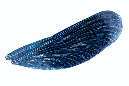isolated blue wings dragonfly macro close upの写真素材