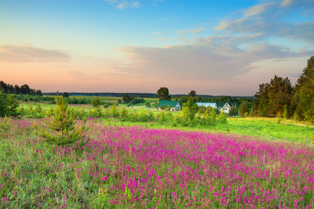 summer rural landscape with a blossoming meadow and a farm. spring wild flowers on a field.  purple flowers on a meadow and  sunset.  flowering field wildflowers and farmhouse on sunrise.の写真素材