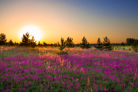 spring wild flowers on a field. summer rural landscape with purple flowers on a meadow and  sunset. blossoming  field wildflowers on sunrise.の写真素材