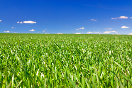 beautiful spring rural landscape with field and blue sky. agricultural field. の写真素材