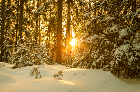 beautiful winter landscape with forest and sunset. wintry rural landscape with snow and fir trees in woodland. Frosty wintry evening sunrays in coniferous forestの写真素材