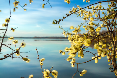 beautiful spring landscape with a blooming tree with on  river. reflection in water and sky with cloudsの写真素材