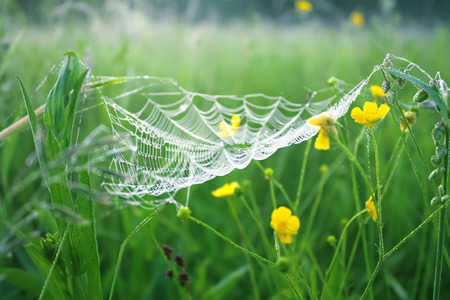 spring meadow with green grass and white spider web, blur background. rural landscape with green meadow, soft focusの写真素材