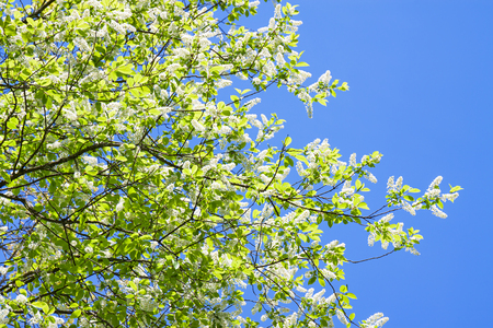 bird cherry branches in white flowers flowering spring. blooming spring flowers on background of blue skyの写真素材