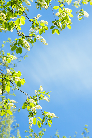 bird cherry branches in white flowers flowering spring. blooming spring flowers on background of blue skyの写真素材