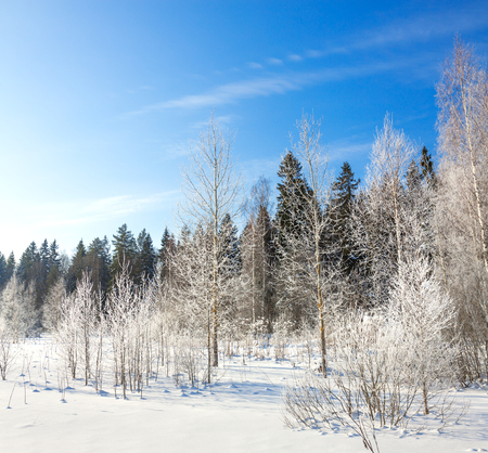 panorama winter landscape with forest, snow and blue sky. Sunny frosty wintry day. panoramic viewの写真素材