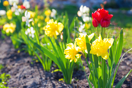 spring flowers daffodils and tulips flowering in garden on a flower bed. spring landscape with blooming narcissus flowers. blur backgroundの写真素材