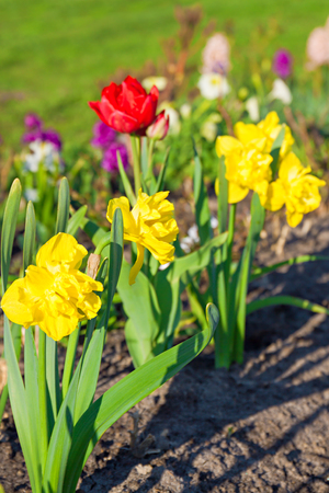 spring flowers daffodils and tulips flowering in garden on a flower bed. spring landscape with blooming narcissus flowers. blur backgroundの写真素材