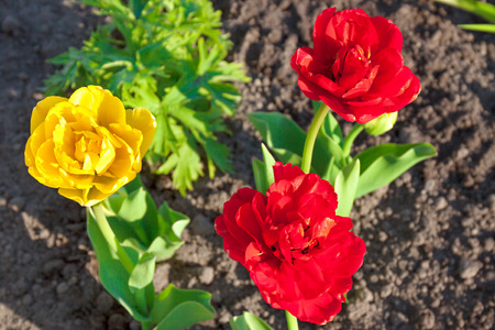 spring flower red and yellow tulip flowering in garden on a flower bed. spring landscape with blooming flower. blur backgroundの写真素材