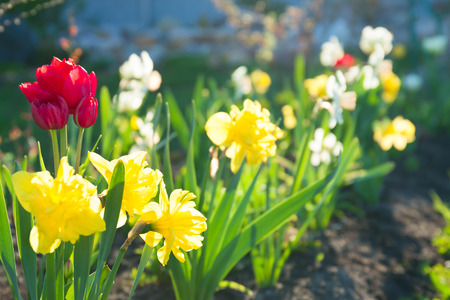 spring flowers daffodils and tulips flowering in garden on a flower bed. spring landscape with blooming narcissus flowers. blur backgroundの写真素材