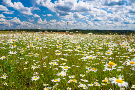 beautiful spring rural landscape with a flowering flowers on meadow and blue sky. wild flowers chamomiles blossoming on meadow. blooming white wildflowers camomilesの写真素材