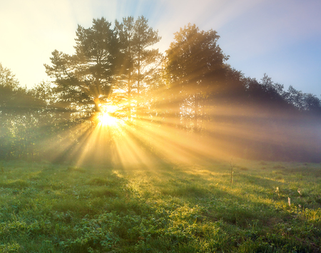 beautiful panorama landscape with sun and forest and meadow at sunrise. sun rays shine through trees. panoramic viewの写真素材