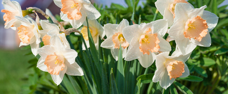 spring flowers daffodils blossomed in garden. white narcissus flowering on flower bedの写真素材