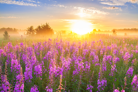 beautiful rural landscape with sunrise  and  blossoming meadow. purple flowers flowering on spring field  . wildflowers blooming on sunset. summer viewの写真素材
