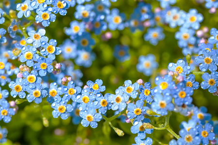blue forget me not flowers with water dropsの写真素材
