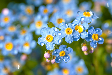 blue forget me not flowers with water dropsの写真素材