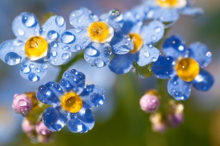 Blue forget me not flowers with water dropsの写真素材
