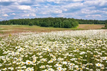 Spring landscape with flowering flowers on meadow. White chamomile blossom on field. Summer view of blooming wild flowers in meadowの写真素材