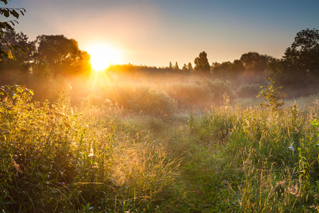 Summer landscape with sunrise and forest and meadow. Sun shines through treesの写真素材