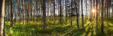 beautiful rural landscape with forest and sun, panorama. panoramic view of forest with sunrise. sun shines through treesの写真素材