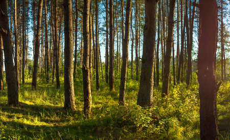 beautiful rural landscape with forest and sun. summer view of forest with sunrise.の写真素材