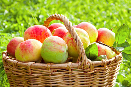 harvest juicy ripe fruit apples in basket. new harvesting crop in orchardの写真素材