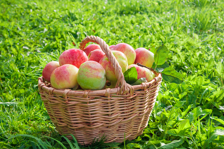 harvest juicy ripe fruit apples in basket. new harvesting crop in orchardの写真素材