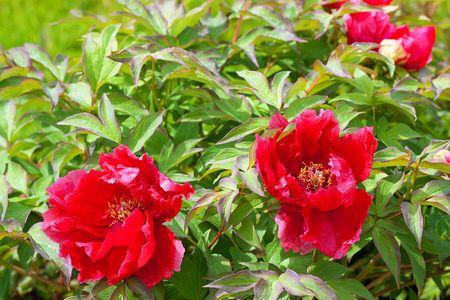 beautiful red peonies flowering on a bush in gardenの写真素材