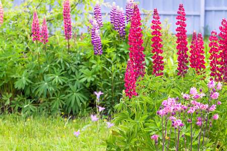 beautiful flowers lupines flowering on a flower bed in a garden. back of yard close upの写真素材