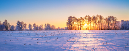 beautiful winter landscape panorama with sunrise. sun shines through trees in forest panoramic viewの写真素材