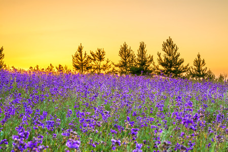 beautiful spring landscape with  flowering purple flowers in meadow and sunrise. wildflowers blooming on summer field. wild scenery with night wonderful の写真素材