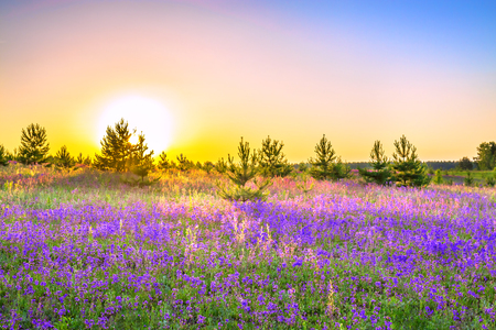 beautiful spring landscape with  flowering purple flowers on meadow and sunrise. wildflowers blooming on summer field. wild scenery with sunset wonderful の写真素材