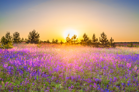 beautiful spring landscape with  flowering purple flowers on meadow and sunrise. wildflowers blooming on summer field. wild scenery with sunset wonderful の写真素材
