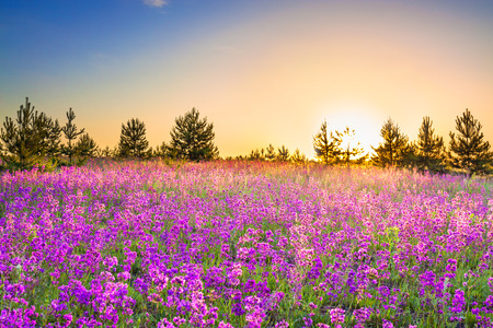 beautiful spring landscape with  flowering purple flowers on meadow and sunrise. wildflowers blooming on summer field. wild scenery with sunset wonderful の写真素材