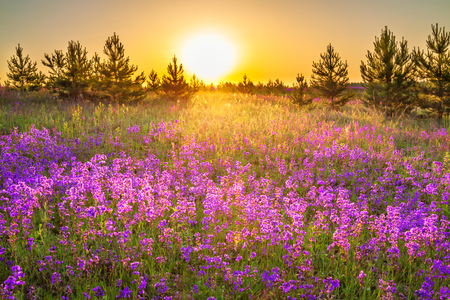 beautiful spring landscape with  flowering purple flowers on meadow and sunrise. wildflowers blooming on summer field. wild scenery with sunset wonderful