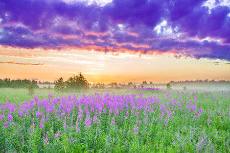beautiful rural landscape with sunrise  and  blossoming meadow. purple flowers flowering on spring field. wildflowers blooming on sunset. summer viewの写真素材