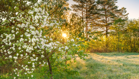 beautiful spring forest panorama landscape with a flowering apple tree and a meadow. sunrise over forest and meadow, sun shines through trees. panoramic viewの写真素材