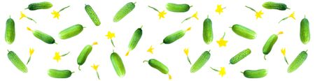 panorama green fresh cucumbers isolated on white background. cucumbers set flat design elementの写真素材