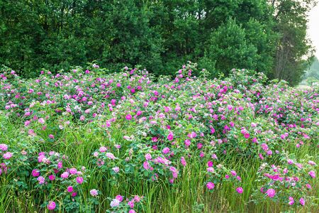 purple flowers rose bushes flowering in garden. flower bed of pink roses blossoming in ornamental garden.の写真素材