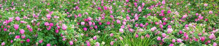 purple rose bushes flowering in garden panoramic view . panorama of pink roses blossoming in ornamental garden.の写真素材