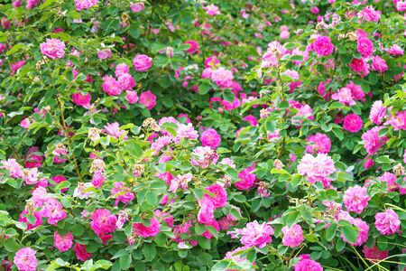 purple rose bushes flowering in garden panoramic view . panorama of pink roses blossoming in ornamental garden.の写真素材