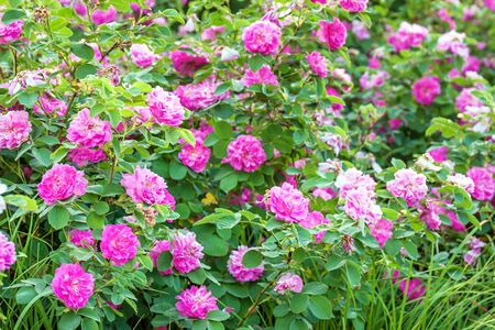 purple flowers rose bushes flowering in garden. flower bed of pink roses blossoming in ornamental garden.の写真素材