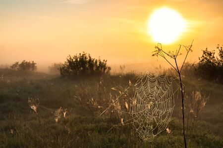 beautiful summer landscape with sunrise and fog. spider web on meadowの写真素材