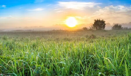 beautiful summer landscape panorama with sunrise and meadow. panoramic view of spring field and sunsetの写真素材