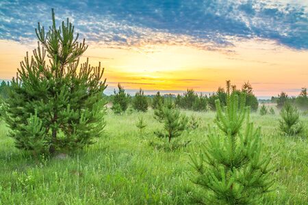 beautiful rural spring landscape with forest and meadow at sunrise. young pine trees grow in forestの写真素材