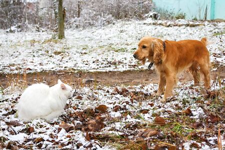 conflict between dog and cat. Pets cat angora and dog cocker spaniel confrontation and clash outdoorsの写真素材
